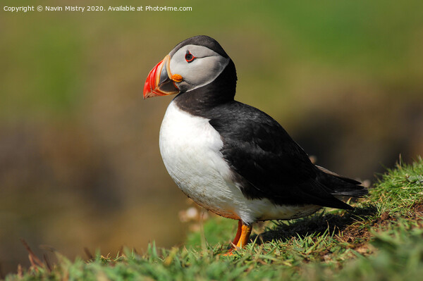 An Atlantic Puffin seen in the Western Isle of Scotland Picture Board by Navin Mistry