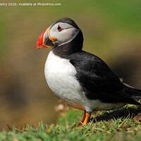 Buy canvas prints of An Atlantic Puffin seen in the Western Isle of Scotland by Navin Mistry