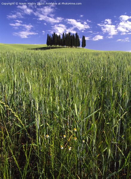 An isolated clump of pine trees, Tuscany Picture Board by Navin Mistry