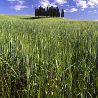 Buy canvas prints of An isolated clump of pine trees, Tuscany by Navin Mistry