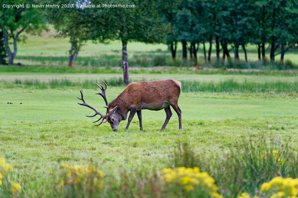 A red deer stag, grazing on the golf course at Lochranza, Isle of Arran, Picture Board by Navin Mistry