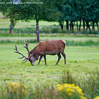 Buy canvas prints of A red deer stag, grazing on the golf course at Lochranza, Isle of Arran, by Navin Mistry