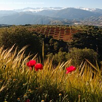 Buy canvas prints of Granada Landscape by Navin Mistry