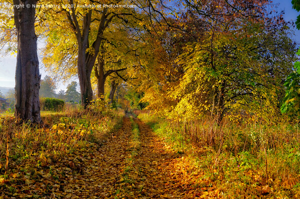 Autumn colours, Moncrieffe island, River Tay,  Per Picture Board by Navin Mistry