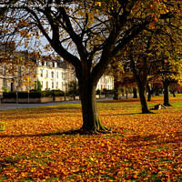 Buy canvas prints of The South Inch, Perth, Scotland in Autumn by Navin Mistry