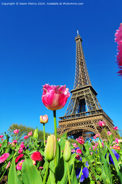 Eiffel Tower, Paris, France Picture Board by Navin Mistry