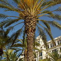 Buy canvas prints of Palm trees, La Esplanda, Alicante, Spain in front of the Casa Carbonell by Navin Mistry