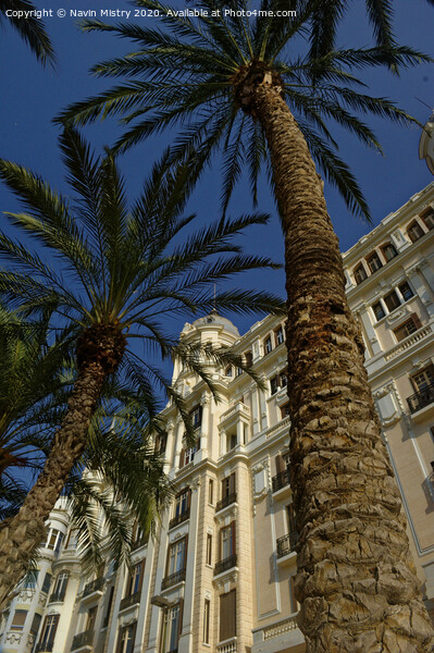 Palm tree, La Esplanada,  Alicante, Spain Picture Board by Navin Mistry