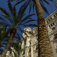 Buy canvas prints of Palm tree, La Esplanada,  Alicante, Spain by Navin Mistry