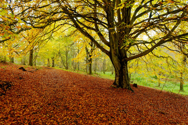 Autumn Colours Kinnoull Hill Woodland, Perth, Scotland Picture Board by Navin Mistry