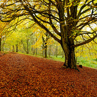 Buy canvas prints of Autumn Colours Kinnoull Hill Woodland, Perth, Scotland by Navin Mistry