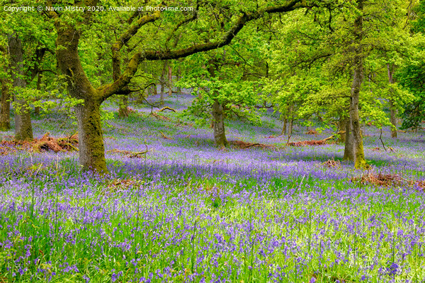 Kinclaven Bluebell Woods, Perthshire, Scotland Picture Board by Navin Mistry