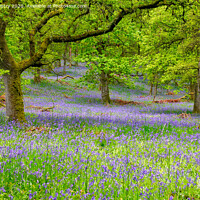Buy canvas prints of Kinclaven Bluebell Woods, Perthshire, Scotland by Navin Mistry
