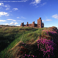Buy canvas prints of Slains Castle, Aberdeenshire with sea thrift  by Navin Mistry