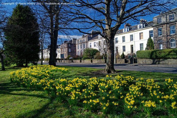 The South Inch, Perth, Scotland in spring time Picture Board by Navin Mistry