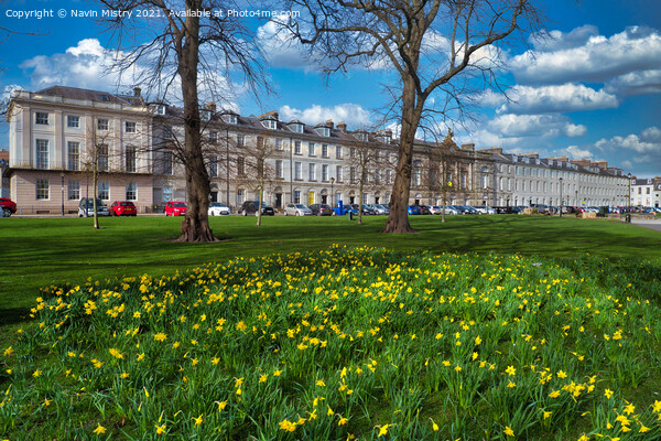 A display of spring daffodils, Rose Terrace, North Picture Board by Navin Mistry