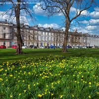 Buy canvas prints of A display of spring daffodils, Rose Terrace, North by Navin Mistry