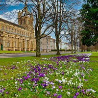Buy canvas prints of The South Inch, Perth, Scotland seen in springtime by Navin Mistry
