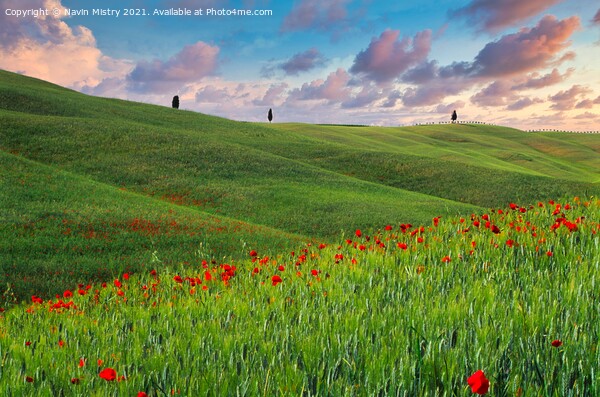 A field with poppies, Tuscany, Italy Picture Board by Navin Mistry