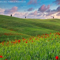 Buy canvas prints of A field with poppies, Tuscany, Italy by Navin Mistry
