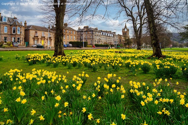 Spring Daffodils the South Inch, Perth, Scotland Picture Board by Navin Mistry