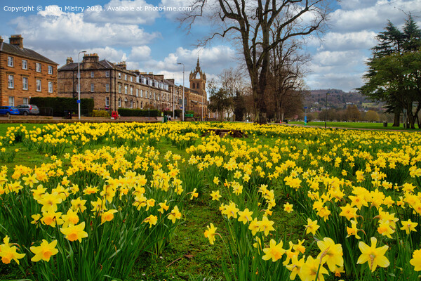 Spring Daffodils The South Inch, Perth, Scotland Picture Board by Navin Mistry