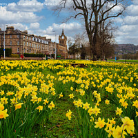 Buy canvas prints of Spring Daffodils The South Inch, Perth, Scotland by Navin Mistry