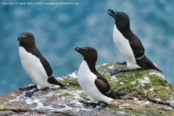 Razorbills or lesser Auk (Alca torda), seen on the Isle of May, Firth of Forth, Scotland Picture Board by Navin Mistry