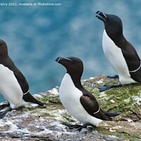 Buy canvas prints of Razorbills or lesser Auk (Alca torda), seen on the Isle of May, Firth of Forth, Scotland by Navin Mistry