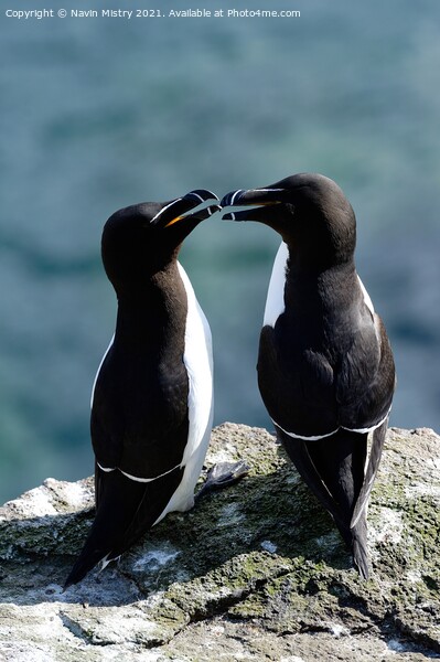 Razorbills or lesser Auks, Isle of May, Firth of Forth  Picture Board by Navin Mistry