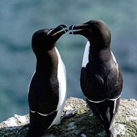 Buy canvas prints of Razorbills or lesser Auks, Isle of May, Firth of Forth  by Navin Mistry