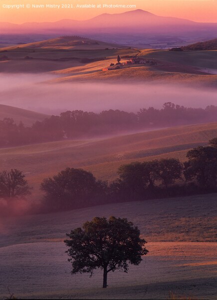 A lone tree, Val D'orcia, Tuscany, Italy Picture Board by Navin Mistry