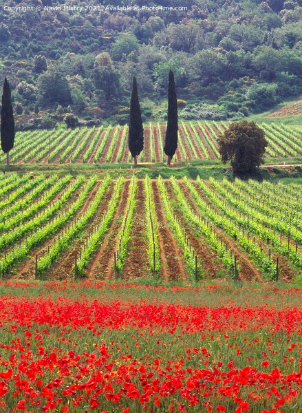 A vineyard fringed with poppies Tuscany, Italy Picture Board by Navin Mistry