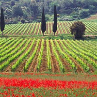 Buy canvas prints of A vineyard fringed with poppies Tuscany, Italy by Navin Mistry