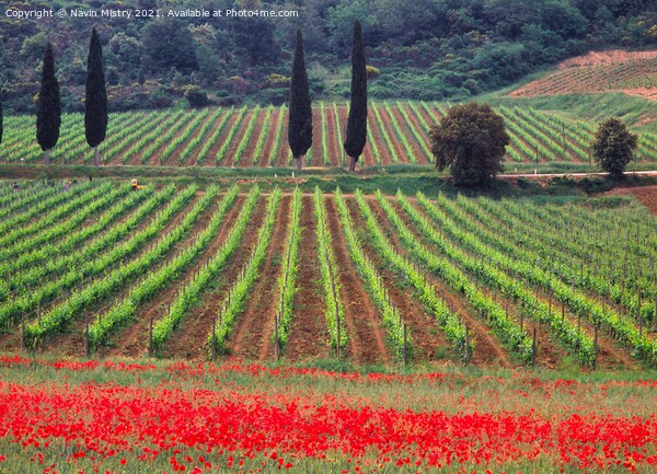 A vineyard fringed with poppies Tuscany, Italy  Picture Board by Navin Mistry