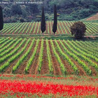 Buy canvas prints of A vineyard fringed with poppies Tuscany, Italy  by Navin Mistry
