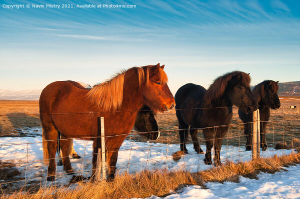 Icelandic horses, Iceland Picture Board by Navin Mistry