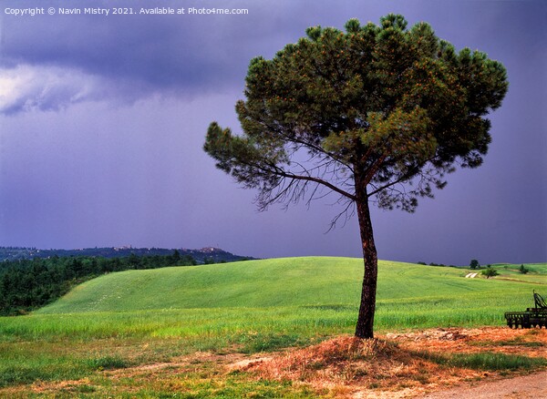 A lone Pin Parasol (Pine tree), Tuscany, Italy Picture Board by Navin Mistry