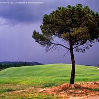 Buy canvas prints of A lone Pin Parasol (Pine tree), Tuscany, Italy by Navin Mistry