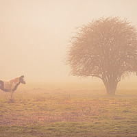 Buy canvas prints of Horse and tree in the early morning mist by Emma Russo