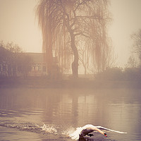 Buy canvas prints of Swan landing in the mist at Bourne End, Bucks by Emma Russo