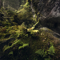 Buy canvas prints of Ferns in the fairytale forest by Manuel Martin