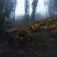 Buy canvas prints of Ferns in the Mist by Manuel Martin