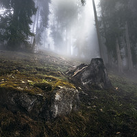 Buy canvas prints of Foggy Forest in the Swiss Alps by Manuel Martin