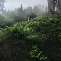 Buy canvas prints of Fairy Forest by Manuel Martin