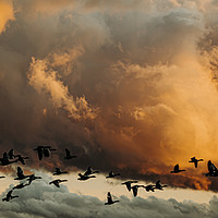 Buy canvas prints of Flying geese by Lisa Plumb
