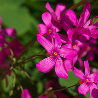 Buy canvas prints of Pink Gillyflowers in a garden  by Marzia Camerano