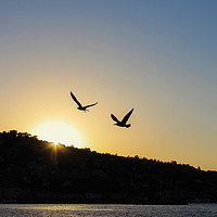 Buy canvas prints of View of sunset and seagulls flying. by Marzia Camerano