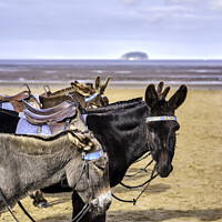 Buy canvas prints of Donkeys, Weston-super-Mare by Gordon Maclaren