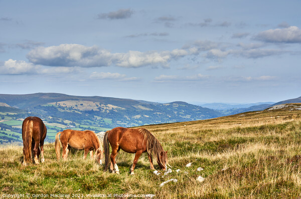 Wild Horses on the Brecon Beacons Picture Board by Gordon Maclaren